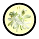 Moringa Body Butter--sm