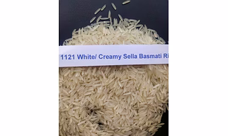 1121 white sella/creamy sella