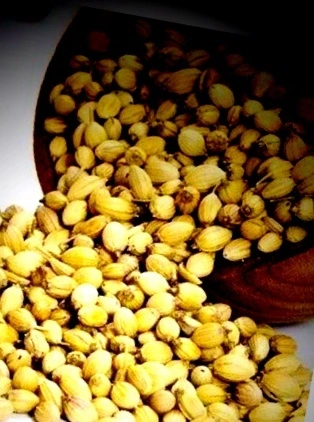 Coriander Seed-12610448