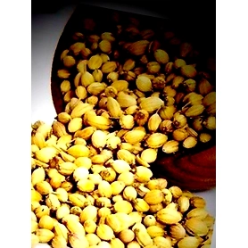 Coriander Seed