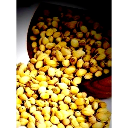 Coriander Seed-12610448