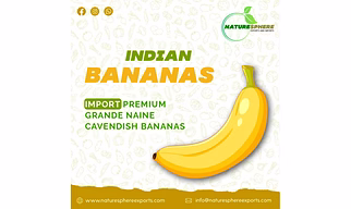 G9 Cavendish Banana