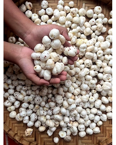 Raw Makhana – Premium Grade White Lotus Seeds-12723355