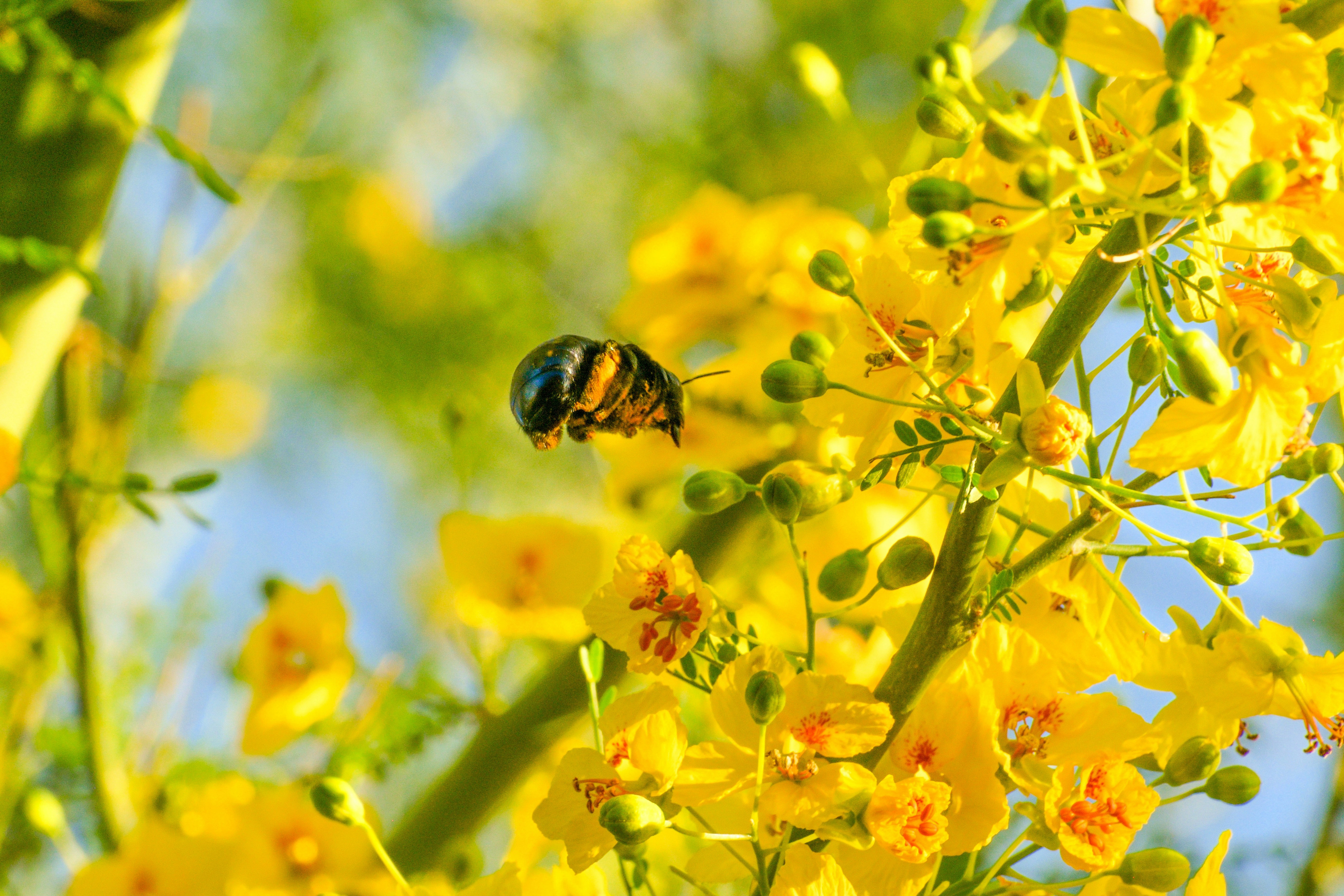 Bee pollen-12621340