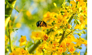 Bee pollen
