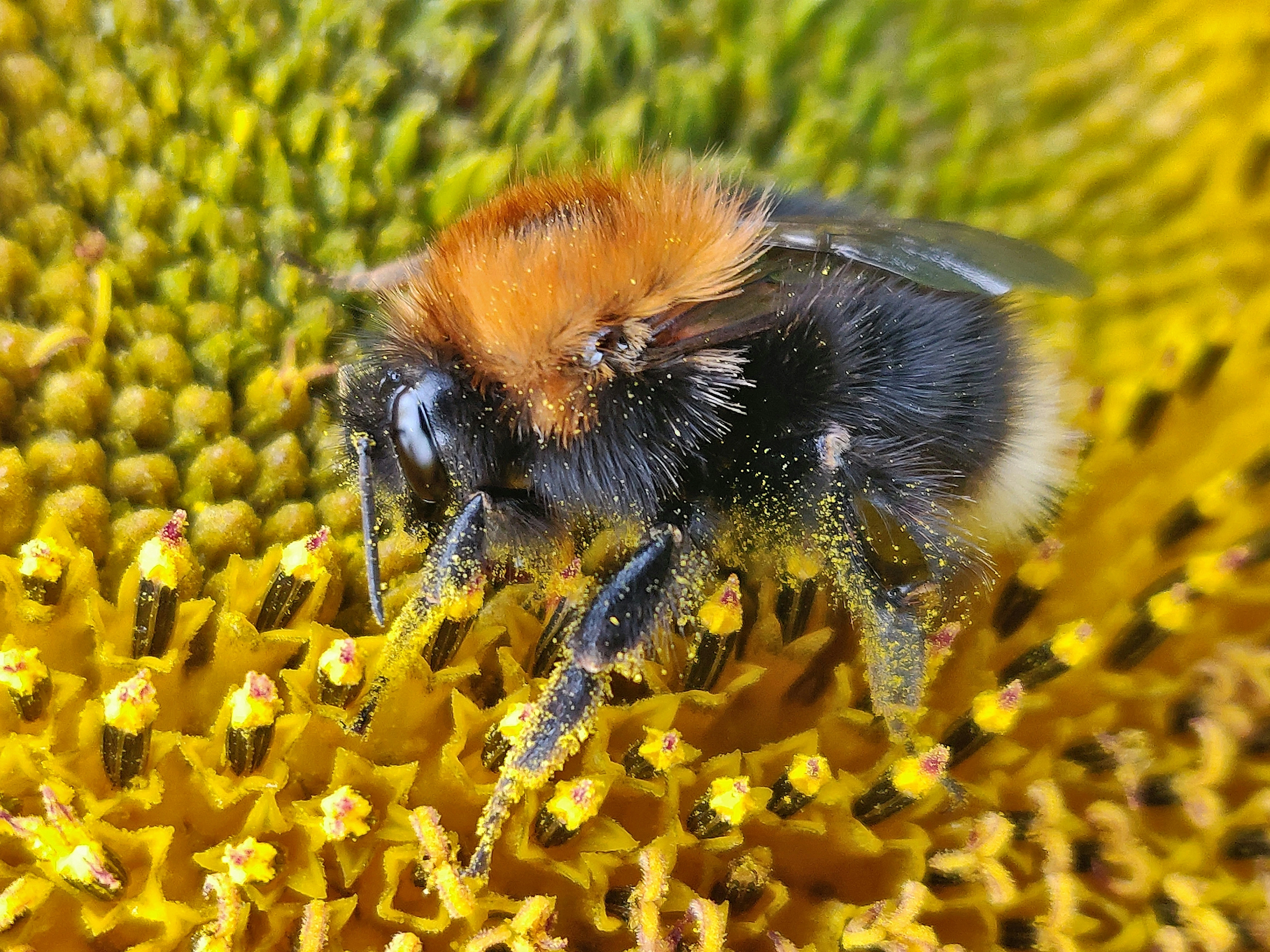 Bee pollen-1