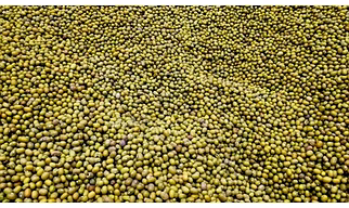 Moong Dal