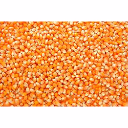 maize