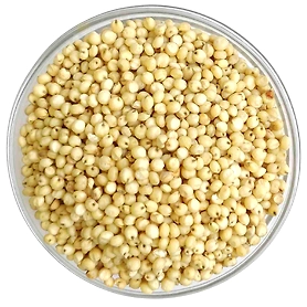 Sorghum/Jawar