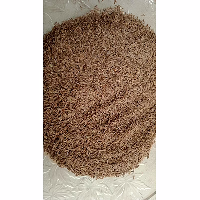 omsim exports royal cumin seeds