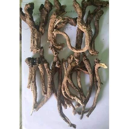 Angelica Root Supplier &amp; Wholesaler from India-1