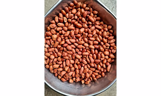 Bold Peanuts 50/60