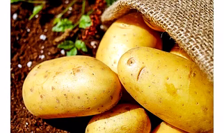 Fresh Potato's