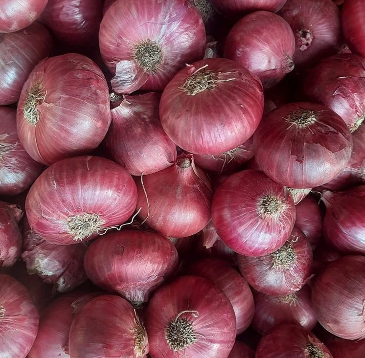 Hot selling Fresh Red Onion-1