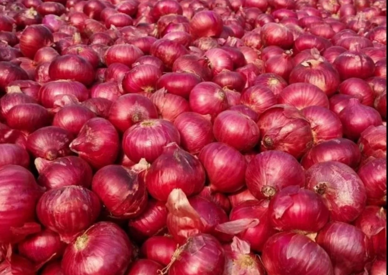 Hot selling Fresh Red Onion-2