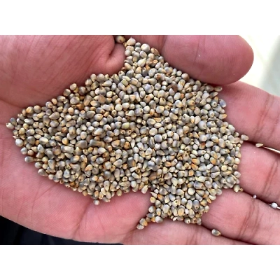 Pearl Millets (Bajra)