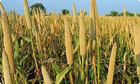 Pearl Millets (Bajra)-2