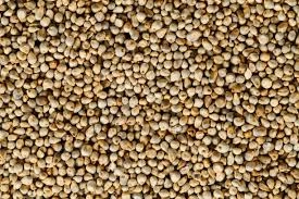 Pearl Millets (Bajra)-3