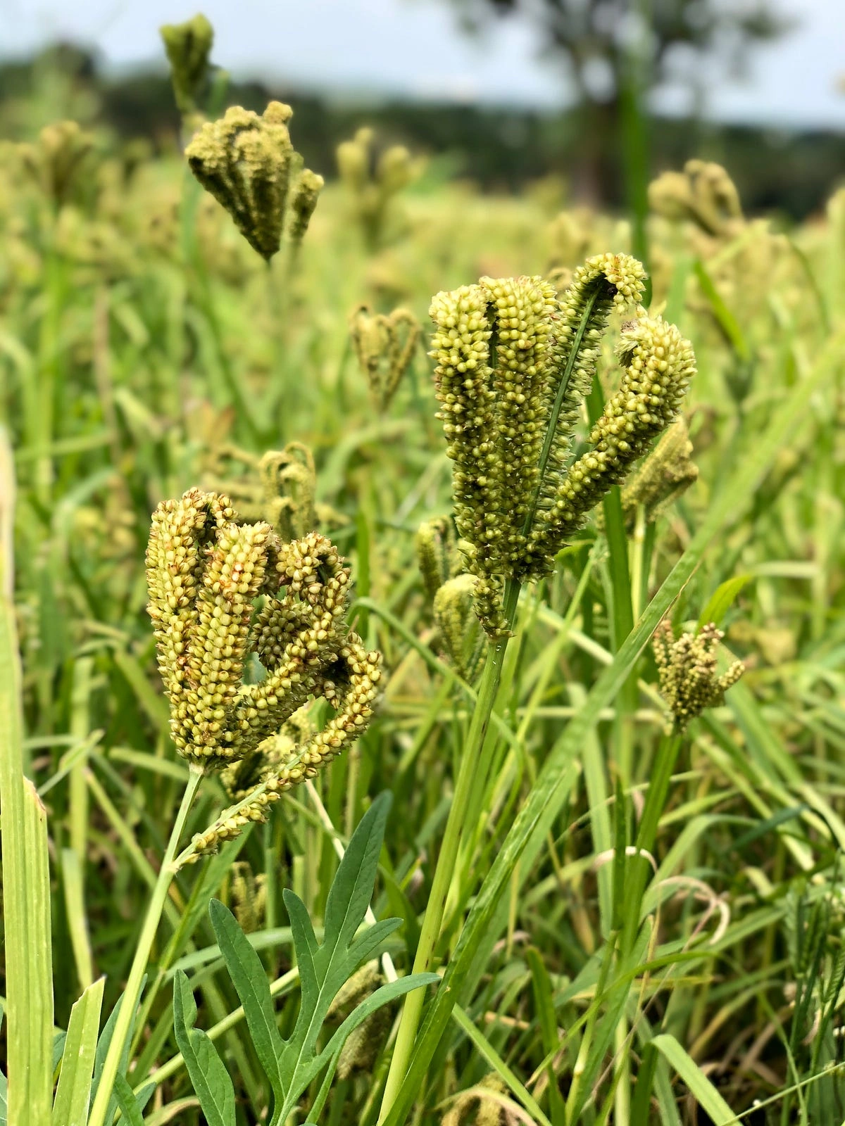 Finger Millet - Ragi-12622110