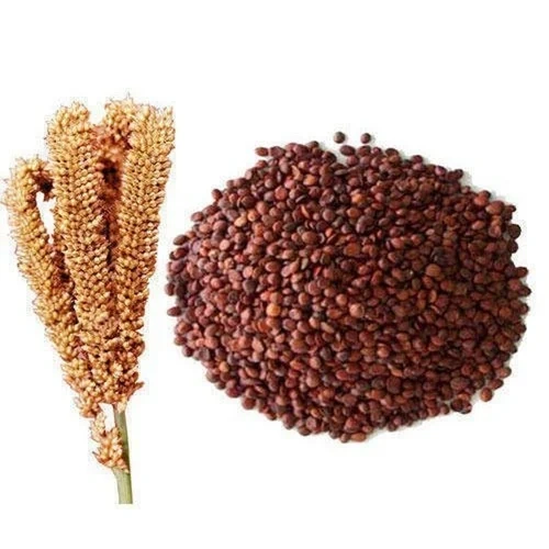 Finger Millet - Ragi-1