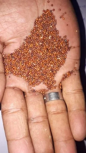 Finger Millet - Ragi-3