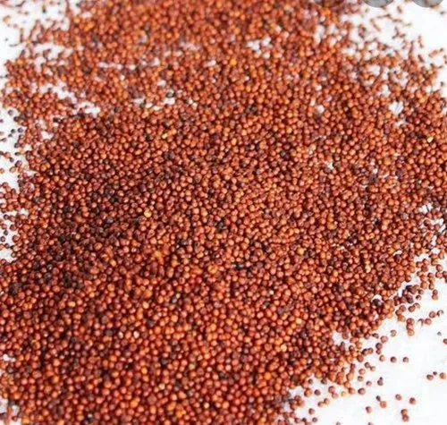 Finger Millet - Ragi-4