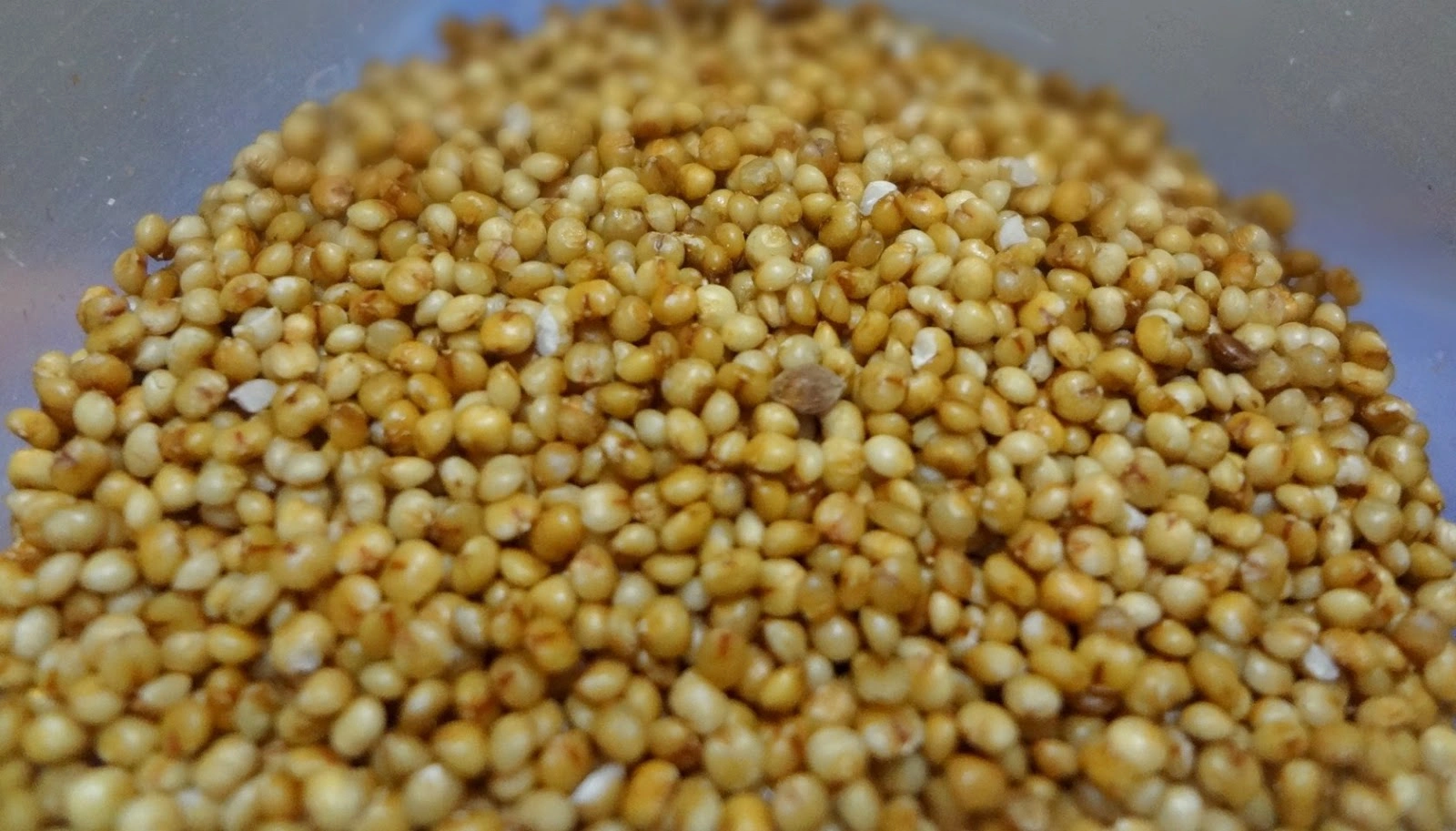 Foxtail Millet - Kanguni-1