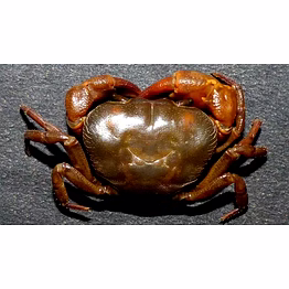 crabe