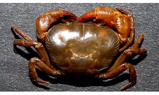 Crabe