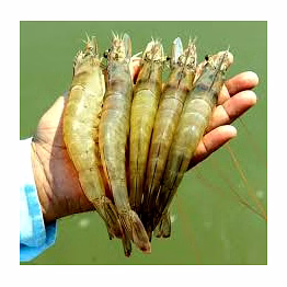shrimp