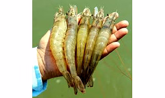 Shrimp