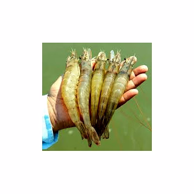 shrimp