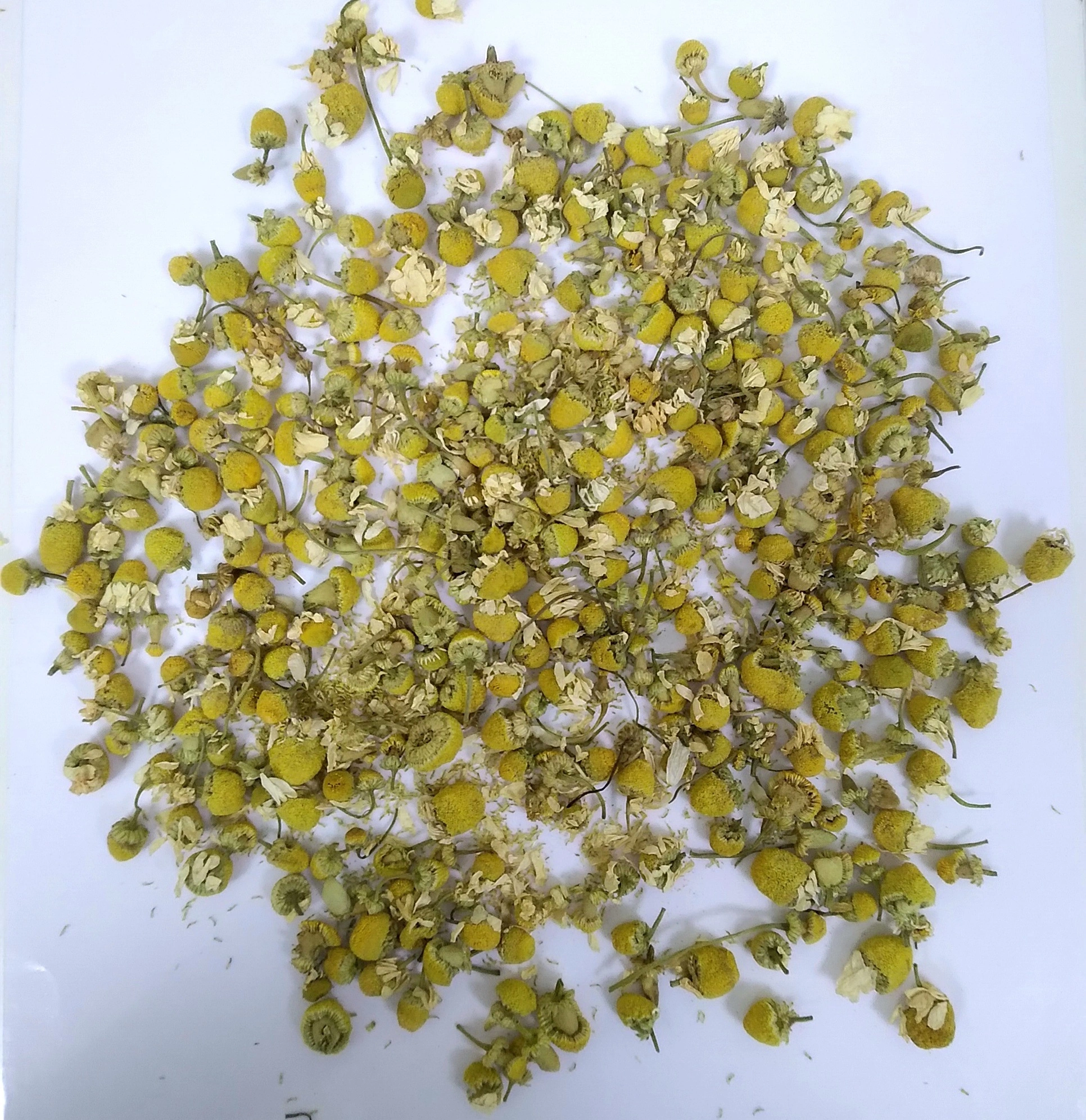 Egyptian- Chamomile Flowers-12618858