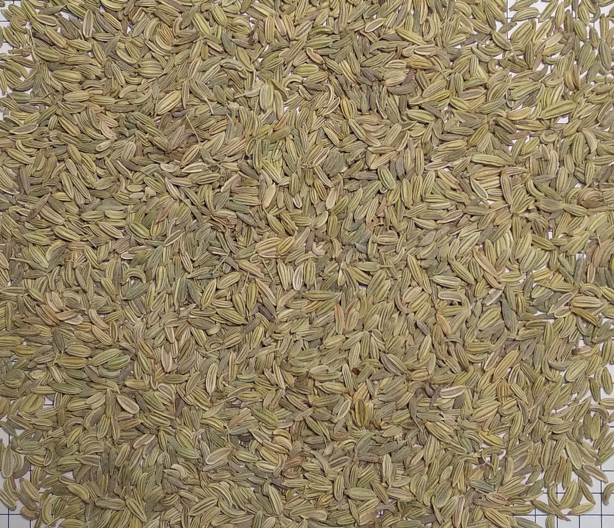 Egyptian Fennel Seeds-12618900