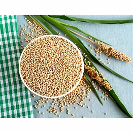 sorghum ( jawari )
