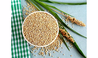 Sorghum ( jawari )