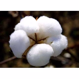 cotton