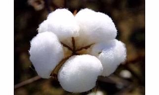 Cotton