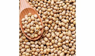 Soyabean