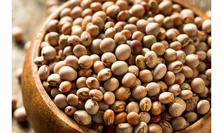 Pigeon pea