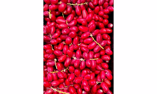 kharek ( Yellow & Red dates )