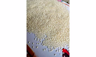 SESAME SEEDS