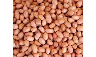 GROUNDNUT
