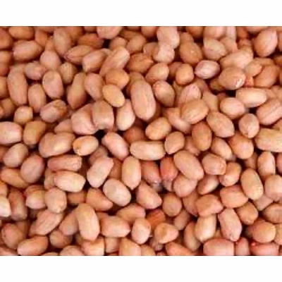 groundnut