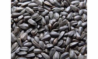 SUNFLOWER SEEDS