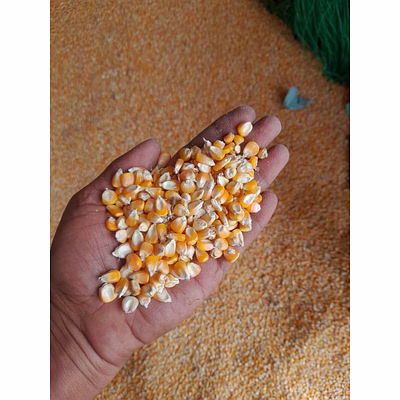 maize seed