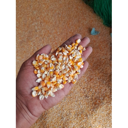 Maize seed-3