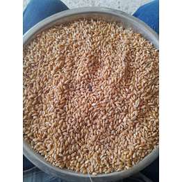 wheat