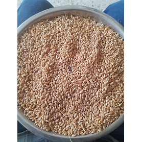 Wheat