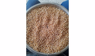 Wheat